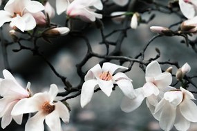 Картина на платно – Събуждаща се магнолия