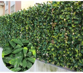 Декоративна ограда Хармоника Лукс Маслина 1 х 2 м