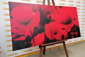 Картина на платно – Красиво поле от макове