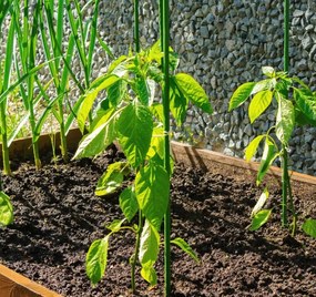 Опорна пръчка за растения 11 мм x 120 см - 1 бр.