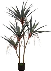 Декоративно растение Gladiolus в саксия 140