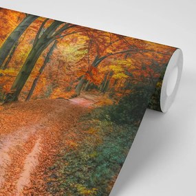Самозалепващ фототапет – Гора през есента