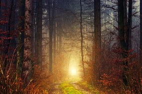 Фототапет – Светлина в гората