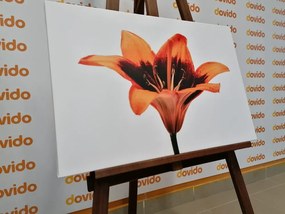 Картина на платно – Оранжева лилия